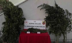 Edirne'de Kamu Arazisinde 52 Kök Kenevir ve 1 Kilo Esrar Ele Geçirildi: Şüpheli Suçüstü Yakalandı