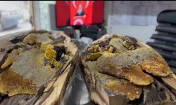 Elazığ'da Ağaç Kovuğundan 13 Kilogram Doğal Bal Elde Edildi