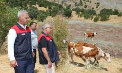 Elazığ'da Hayvancılığa Destek Projesi Devam Ediyor