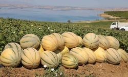 Elazığ'da Kavun Hasadında 20 Ton Rekolte Bekleniyor
