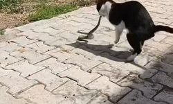 Elazığ'da Kedi ve Yılanın İlginç Mücadelesi Görüntülendi