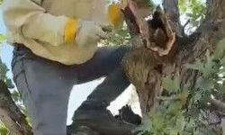 Elazığ'da Kuru Ağacın İçinden 3 Kilogram Bal Çıkarıldı