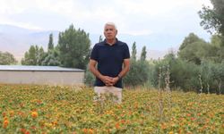 Emeklilik sonrası aspir tarımına adım attı