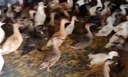 Enez'de 257 Yabani Kuş Ticareti Engellendi
