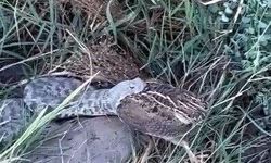 Engerek yılanı bıldırcın avlarken görüntülendi