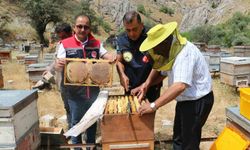 Erzincan'da bal hasadı dönemi başladı: 1.500 ton rekolte tahmin ediliyor