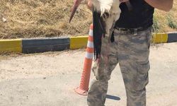 Eskişehir'de Yaralı Leylek 4 Gündür Kurtarılmayı Bekliyor