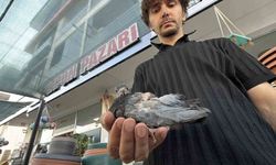 Esnafın merhametiyle kurtarılan yaralı kuş