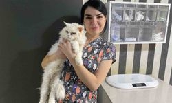 Evcil hayvanlarınızı evde yalnız bırakmadan önce dikkat edin