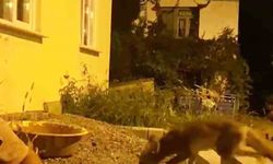 Evinin Önünde Tilkiyle Dostluk Kurdu