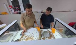 Fındık alım sezonu açıldı, araçlar kuyruk oluşturdu