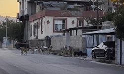 Gaziantep'te endişe veren manzara: Sürü halinde dolaşan sokak köpekleri
