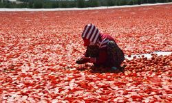 Gediz Ovası'nda domates hasadı başladı, kırmızı görüntüler oluşturdu