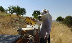 Gercüş'te bal hasadı coşkusu: Arıcılar umutlu