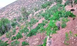 Gercüş'te Yaban Domuzları Tarım Arazilerini Tahrip Ediyor