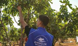 Germencik'te Gençlerden İncir Hasadı Desteği