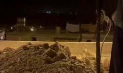 Gümüşkaya Köyü'nde Çizgili Sırtlan Görüntülendi