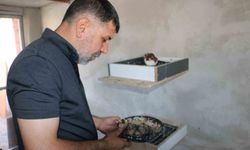 Güvercin oteli yangın sonrası yenilendi