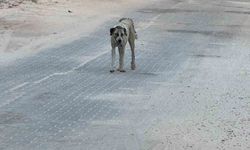 Halfeti'de sokak köpeği 3 yaşındaki çocuğu yaraladı