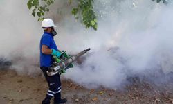 Haşere ile Mücadelede Yeni Adımlar Atılıyor