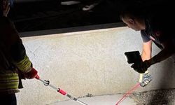 Hatay'da Yılan Alarmı: İtfaiye Ekipleri Müdahale Etti