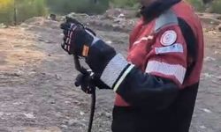 Hatay'daki yılanlar yeniden doğal ortamlarına döndü