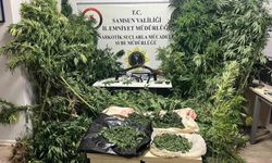 Havadan Operasyon: Tütünlerin Arasındaki 502 Kök Kenevir Ele Geçirildi