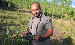 Hisarcık'ta organik aronya hasadı dönemi başladı