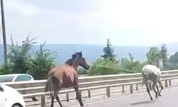 İnegöl'de başıboş atlar trafikte adeta yarıştı