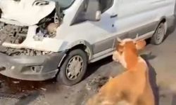 İneklere Çarpan Minibüs Kazasında Son Anda Kurtarma