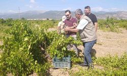 İslahiye'de üzüm hasat dönemi başladı