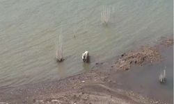 İslahiye'deki Köpekler Aşırı Sıcaklardan Barajda Serinliyor