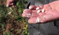 İspir fasulyesinde hasat dönemi başladı