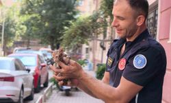 İtfaiye ekipleri, yağmur suyu giderine sıkışan yavru kediyi kurtardı