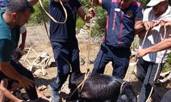 Itfaiye ekiplerinden keçi kurtarma operasyonu