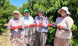İznik'te Nektarin Üreticilerinden Fiyat Eleştirisi