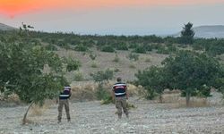 Jandarma fıstık tarlalarında devriye geziyor
