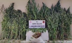 Jandarma, ormanda kenevir tarlası buldu