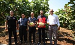 Kahramanmaraş'ta Abbas İnciri Hasat Zamanı