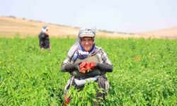 Kahramanmaraş'ta Kapya Biber Hasadı Başladı
