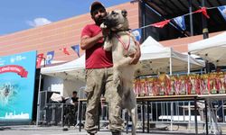 Kangal köpekleri güzellik yarışmasında kıyasıya mücadele etti