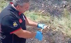 Kaplumbağa yangından kurtarıldı, itfaiye ekipleri serinletti