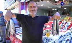 Karadeniz'de palamut bereketi: Tezgahlar dolup taşıyor