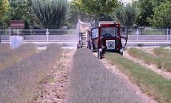 Karatay Lavanta Bahçesi'nde hasat süreci başladı
