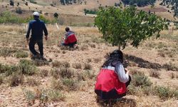 Karbasan Köyü'nde Organik Adaçayı Üretimi Denetlendi