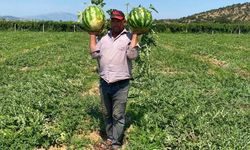 Karpuz üreticisi, düşük fiyatlar yüzünden pazarda kendi satışını yapıyor
