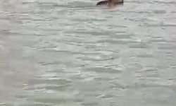 Kars'ta boz ayı, çöplükten sonra barajda yüzmeye başladı