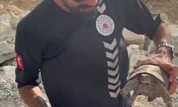 Kaş'taki Orman Yangınında Canlıların Tahliyesi İçin Ekipler Seferber
