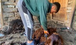 Kavurucu sıcaklar koyun kırkımını hızlandırdı