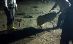 Kayıp kuzu 2 gün sonra çukurdan kurtarıldı